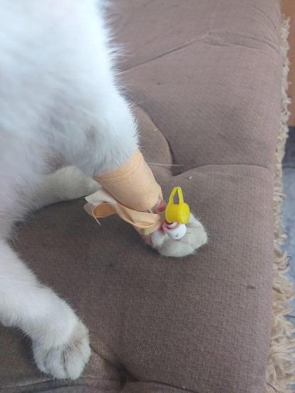 Image attached toot